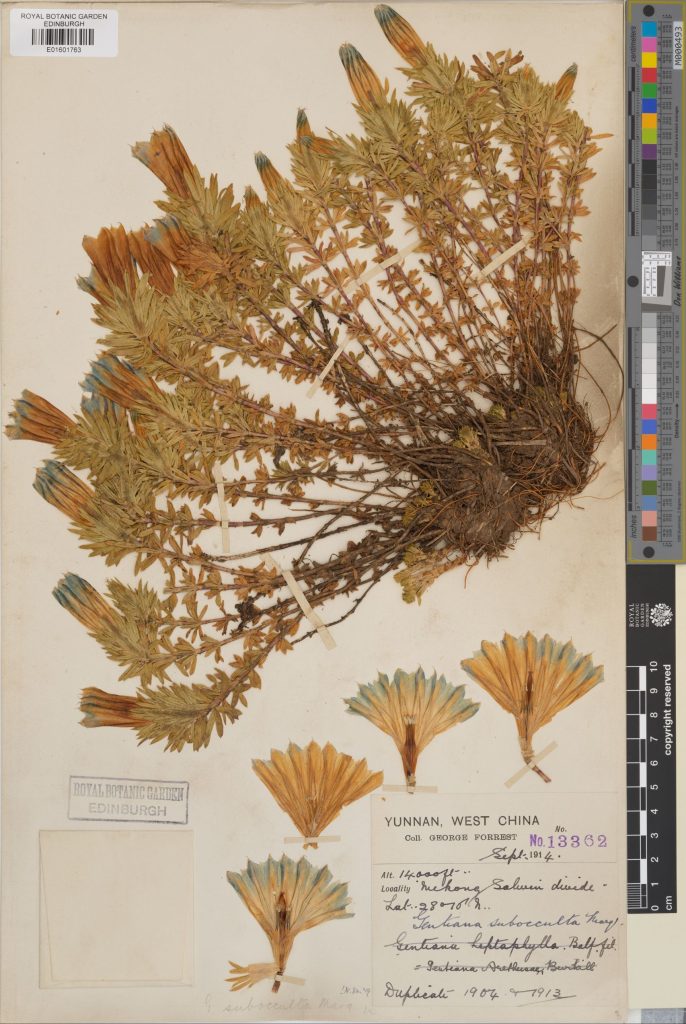 Gentiana arethusae var. delicatula collected in Yunnan, China in 1914. The flowers are beautifully fanned, having been cut and pressed to display the pistil and stamens. (E01601763)