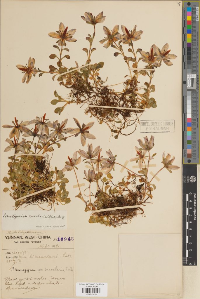 Lomatogonium oreocharis collected in 1918. (E01613070)