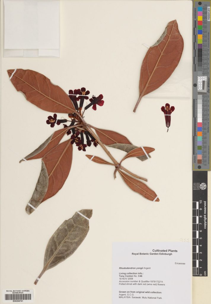 Rhododendron yongii Argent