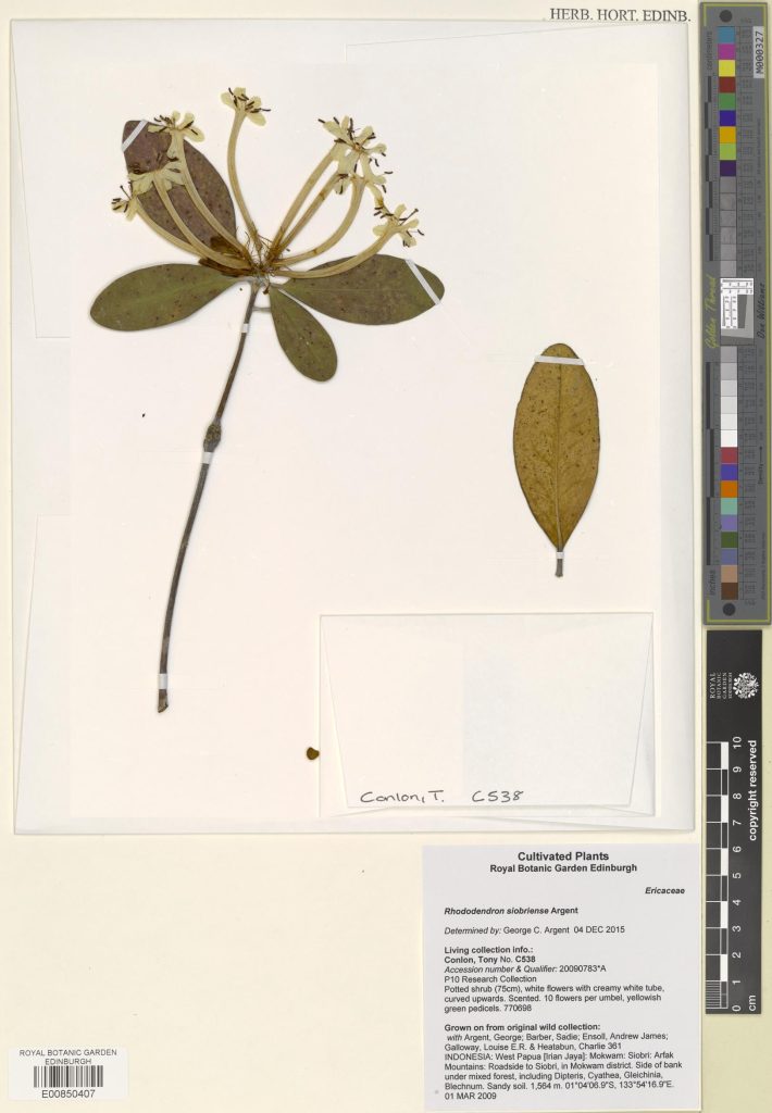 Rhododendron siobriense Argent