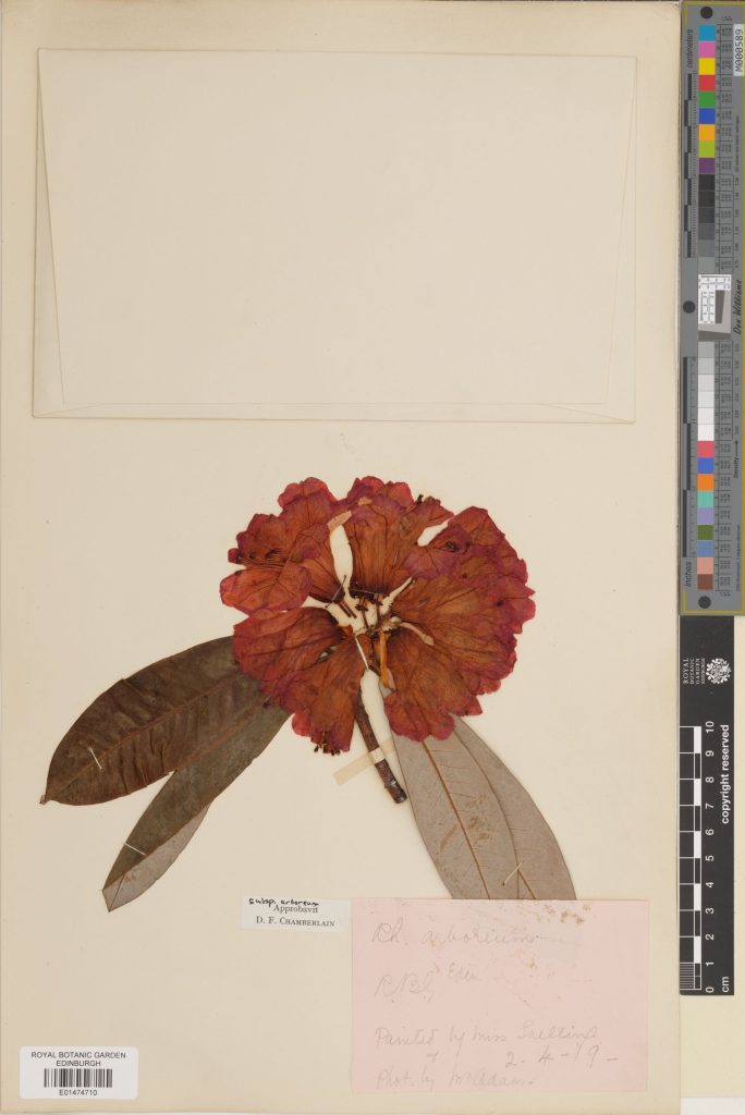 A specimen of Rhododendron arboreum subsp. arboreum from 1919, annotated as being not only drawn by Miss Snelling but photo by Adam as well.]