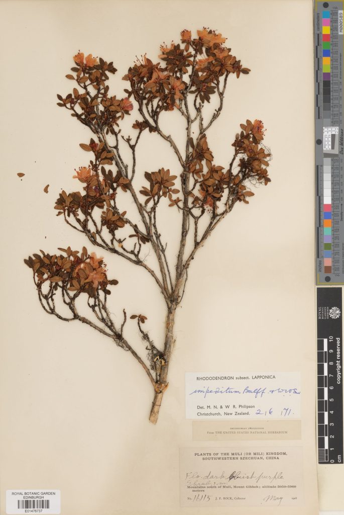 Rhododendron impeditum Balf.f. & W.W.Sm. with some of the smallest flowers.