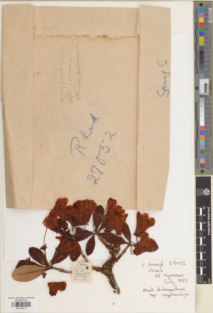 Rhododendron dichroanthum subsp. scyphocalyx (Balf.f. & Forrest) Cowan still has the paper packet Forrest sent it in