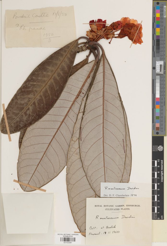 Rhododendron montroseanum Davidian, named for the Duchess of Montrose and this specimen is even from Brodick castle
