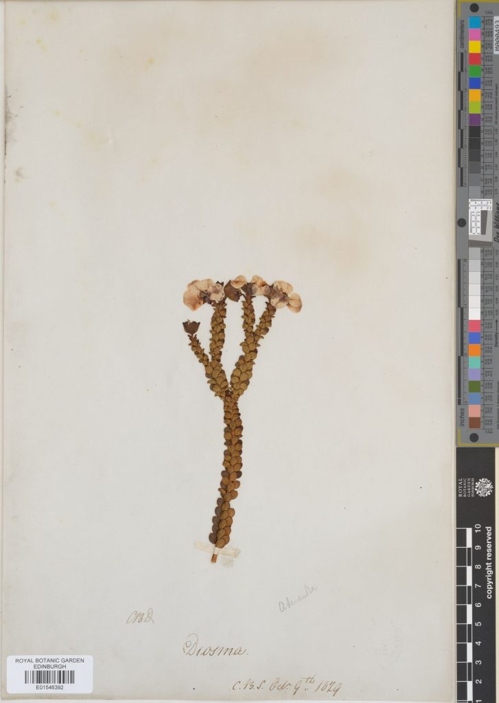 Specimen of Adenandra brachyphylla Schltdl. and a close-up next to it. It was collected in 1829 in South Africa