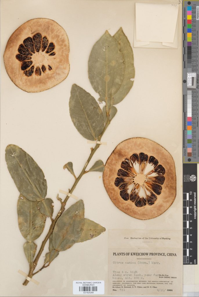 The common name for Citrus maxima is pomelo, it is the largest citrus fruit. This specimen was collected in China in 1931.